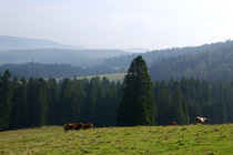 Naturpark Schwarzwald
